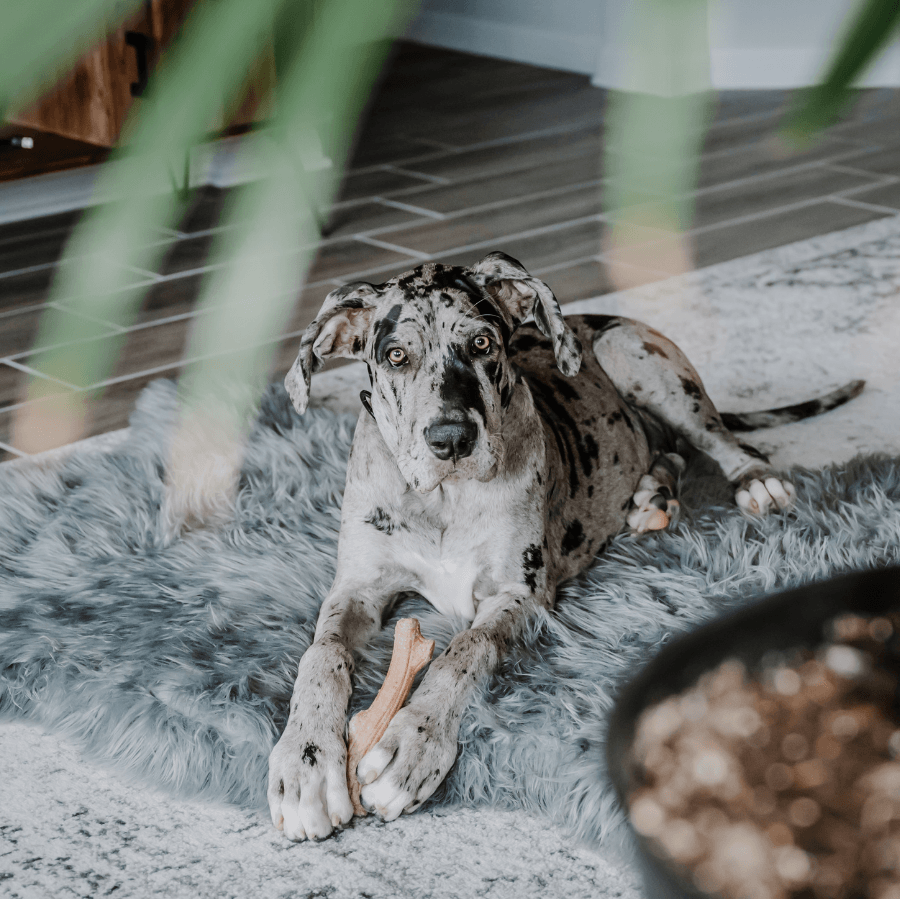 PupRug ™ Faux Fur Orthopedic Dog Bed - Curve Charcoal Grey