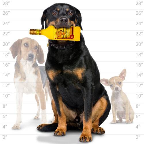 Silly Squeakers® Liquor Bottle - Jose El Perro