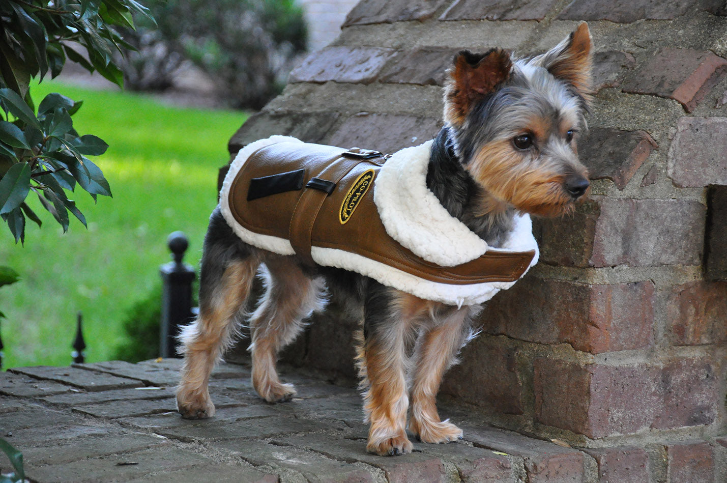 Designer Brown and Black Trim Vintage Bomber Coat & Leash Option