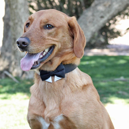 Universal Dog Bow Tie - Black with Starter Collar