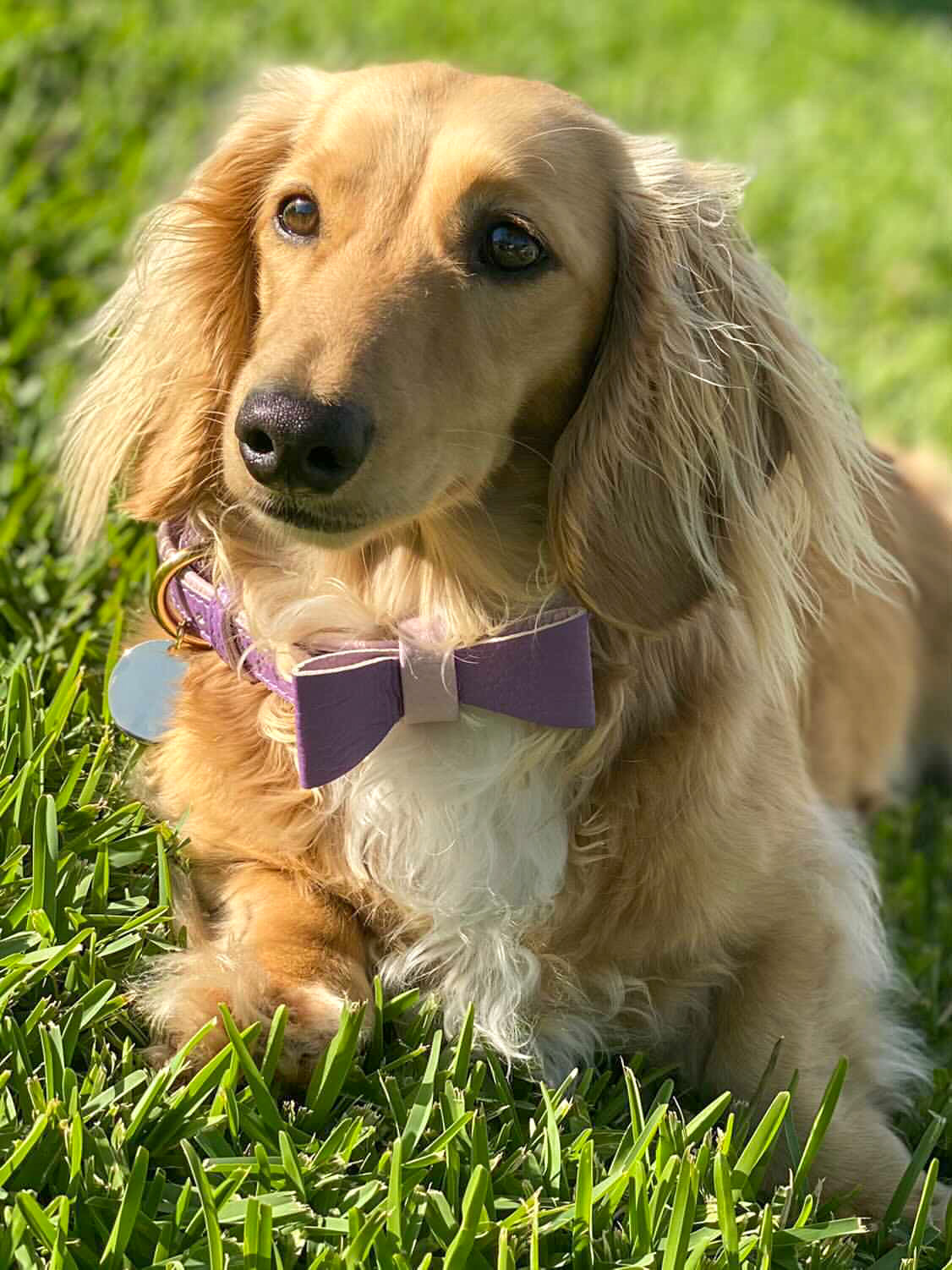 BOW TIE - LAVISH LAVENDER