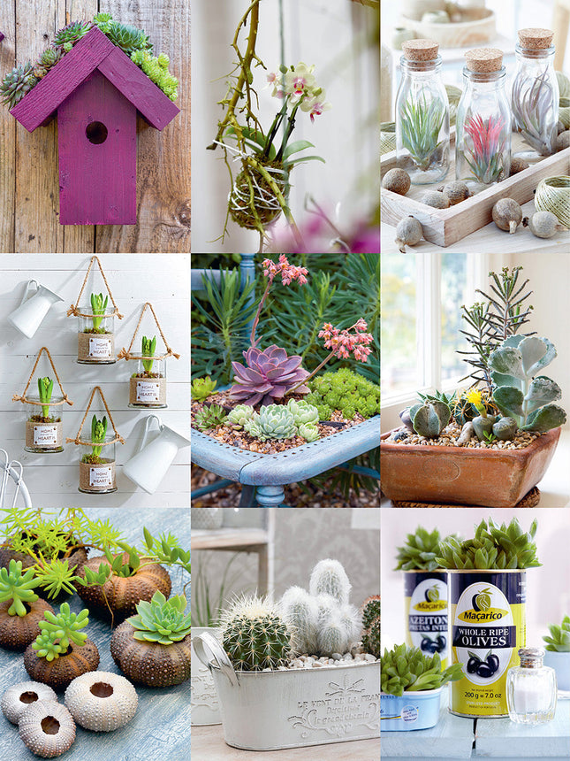 50 Simple Indoor Miniature Gardens