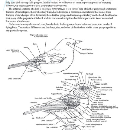 Complete Guide to Bird Carving