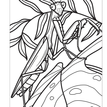 Super Cool Bugs and Spiders Coloring Book