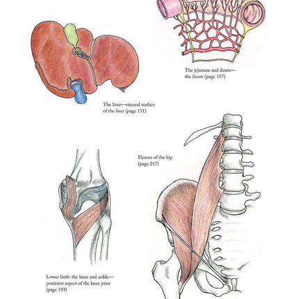 Complete Anatomy Coloring Book, Newly Revised and Updated Edition