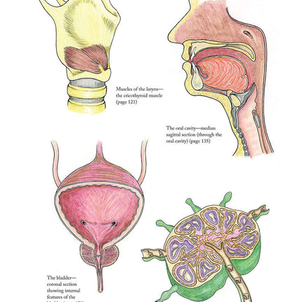 Complete Anatomy Coloring Book, Newly Revised and Updated Edition