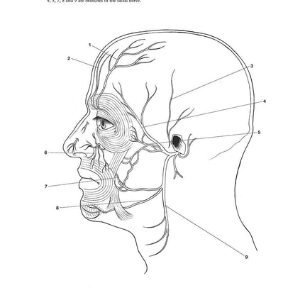 Complete Anatomy Coloring Book, Newly Revised and Updated Edition