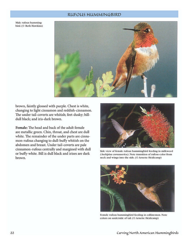 Carving North American Hummingbirds & Their Habitat