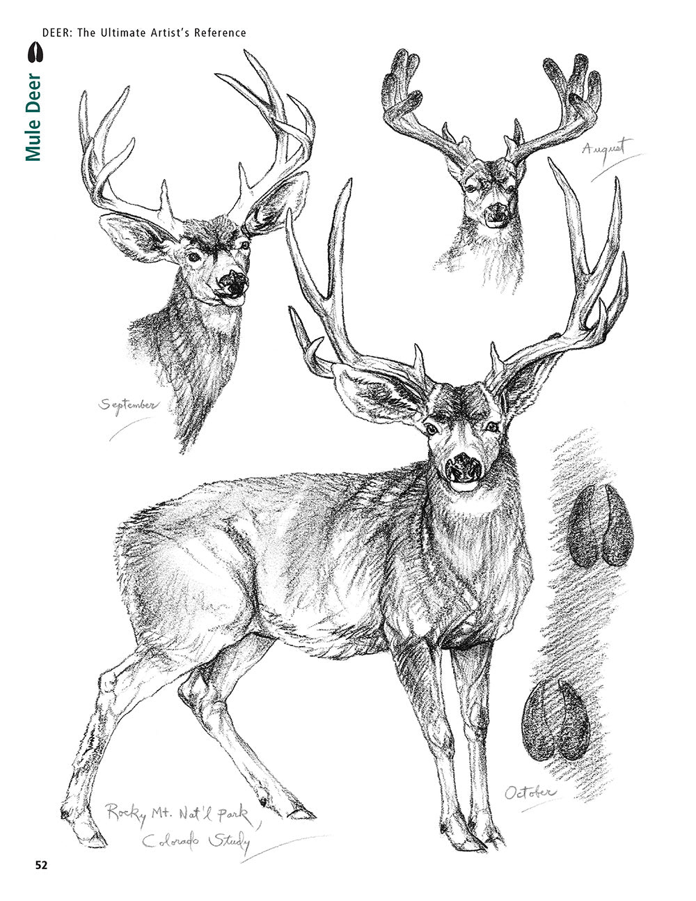 Deer: The Ultimate Artist's Reference