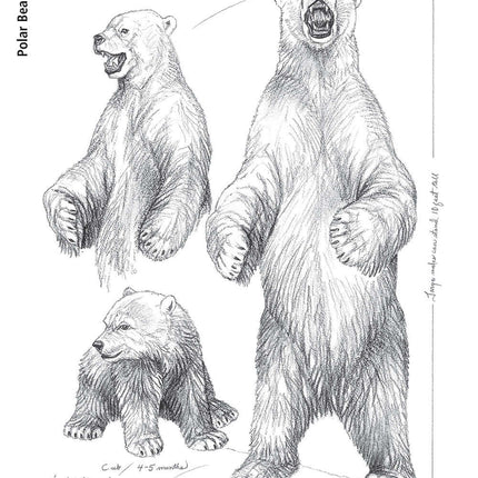 Bear: The Ultimate Artist's Reference