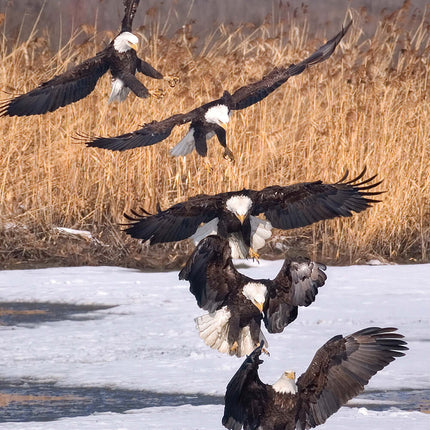 Illustrated Bald Eagle