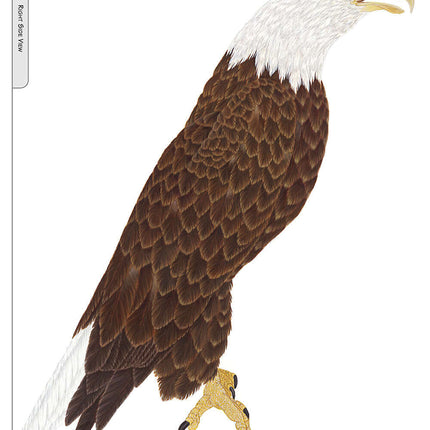 Illustrated Bald Eagle