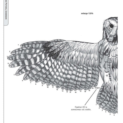 Illustrated Owl: Screech & Snowy