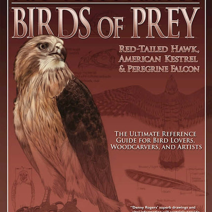 Illustrated Birds of Prey: Red-Tailed Hawk, American Kestral, & Peregrine Falcon