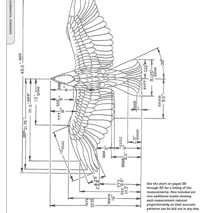 Illustrated Birds of Prey: Red-Tailed Hawk, American Kestral, & Peregrine Falcon