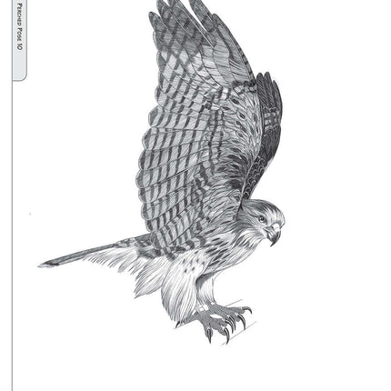 Illustrated Birds of Prey: Red-Tailed Hawk, American Kestral, & Peregrine Falcon