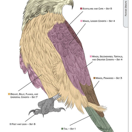 Illustrated Birds of Prey: Red-Tailed Hawk, American Kestral, & Peregrine Falcon