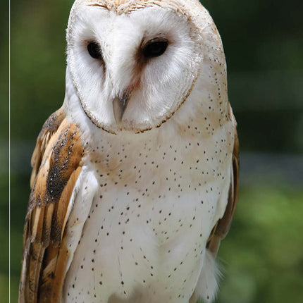 Illustrated Owl: Barn, Barred & Great Horned