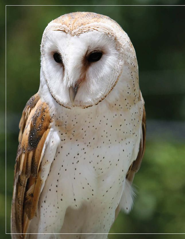 Illustrated Owl: Barn, Barred & Great Horned