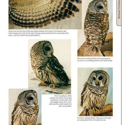 Illustrated Owl: Barn, Barred & Great Horned