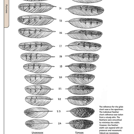 Illustrated Owl: Barn, Barred & Great Horned