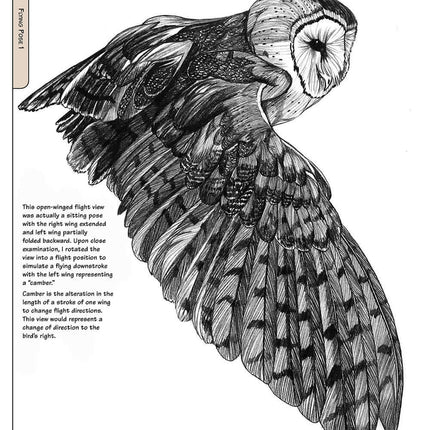 Illustrated Owl: Barn, Barred & Great Horned