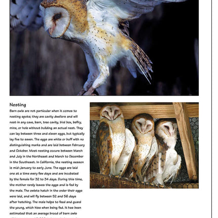 Illustrated Owl: Barn, Barred & Great Horned