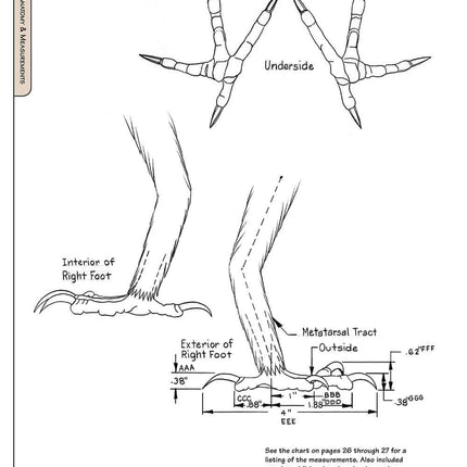 Illustrated Owl: Barn, Barred & Great Horned