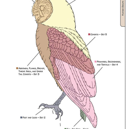 Illustrated Owl: Barn, Barred & Great Horned