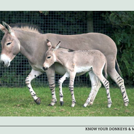 Know Your Donkeys & Mules