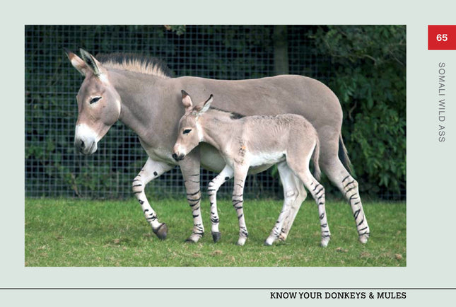 Know Your Donkeys & Mules