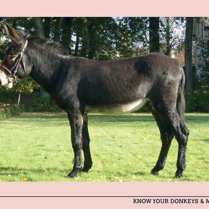 Know Your Donkeys & Mules