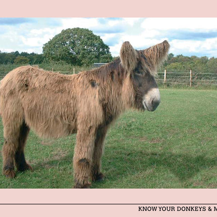 Know Your Donkeys & Mules