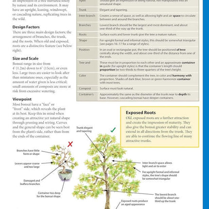 Complete Starter Guide to Bonsai