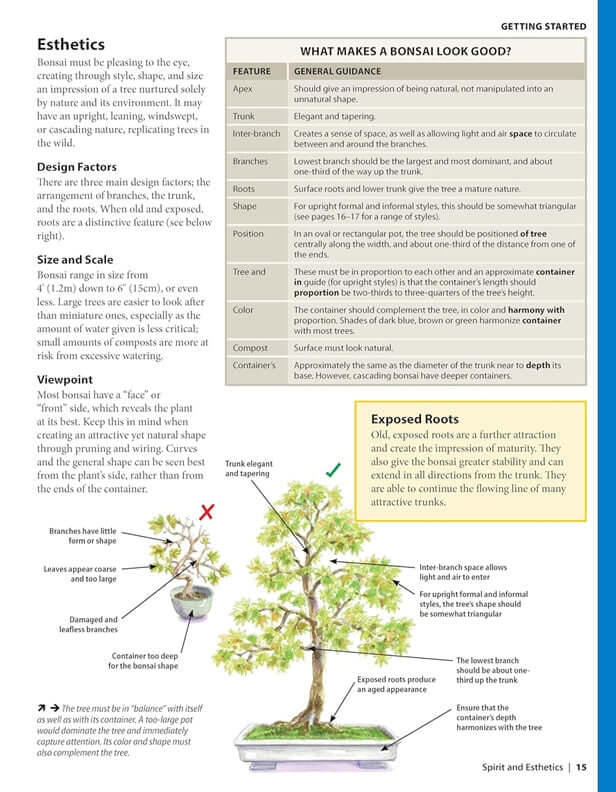 Complete Starter Guide to Bonsai