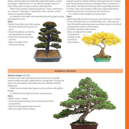 Complete Starter Guide to Bonsai