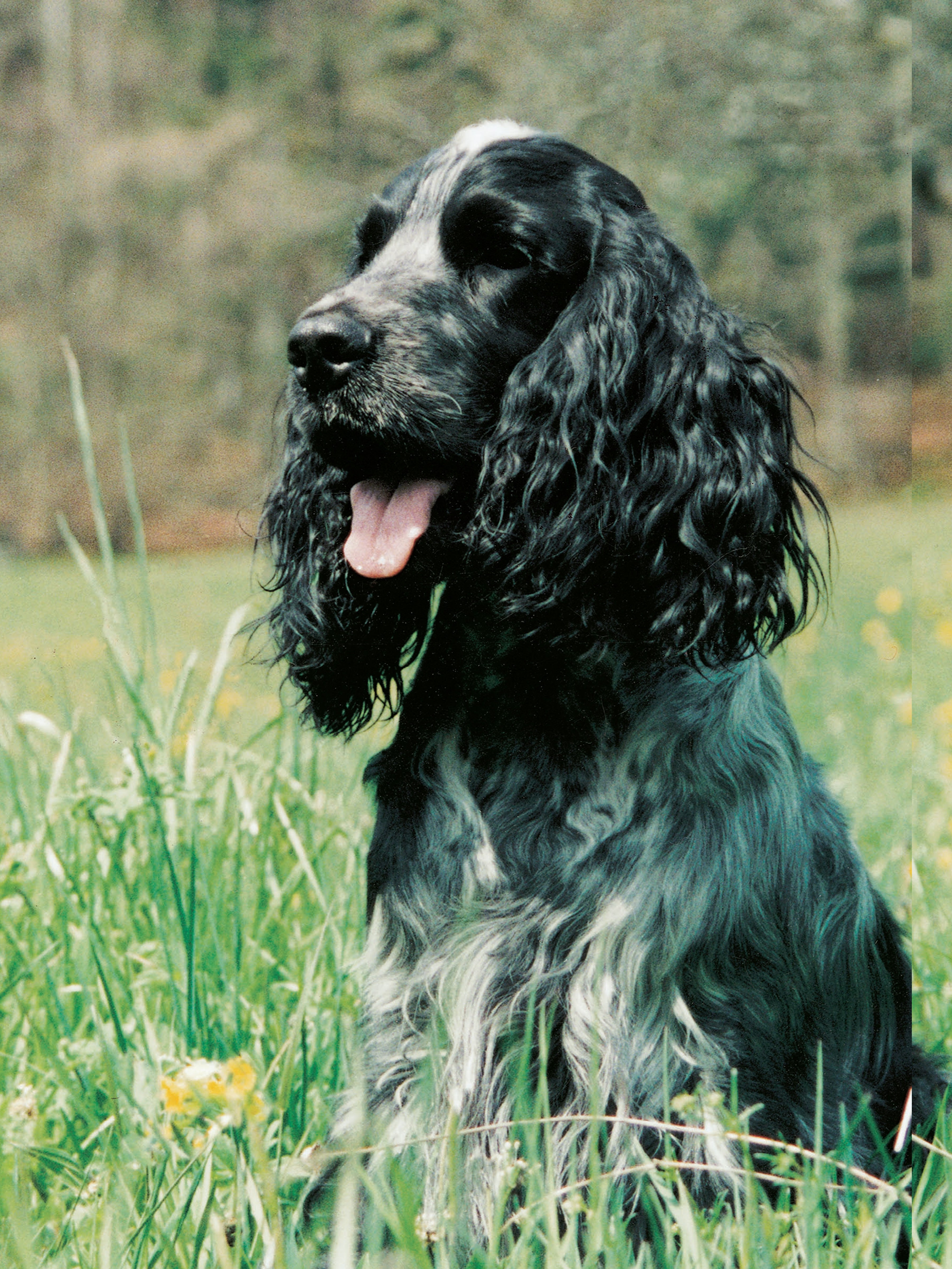 English Cocker Spaniel