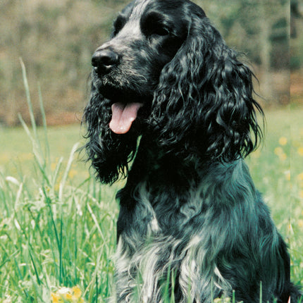 English Cocker Spaniel