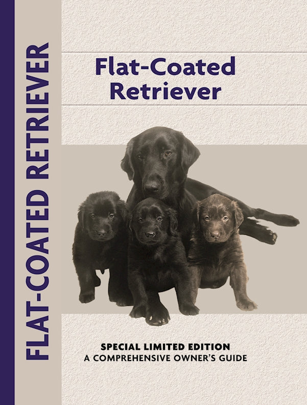 Flat-Coated Retriever