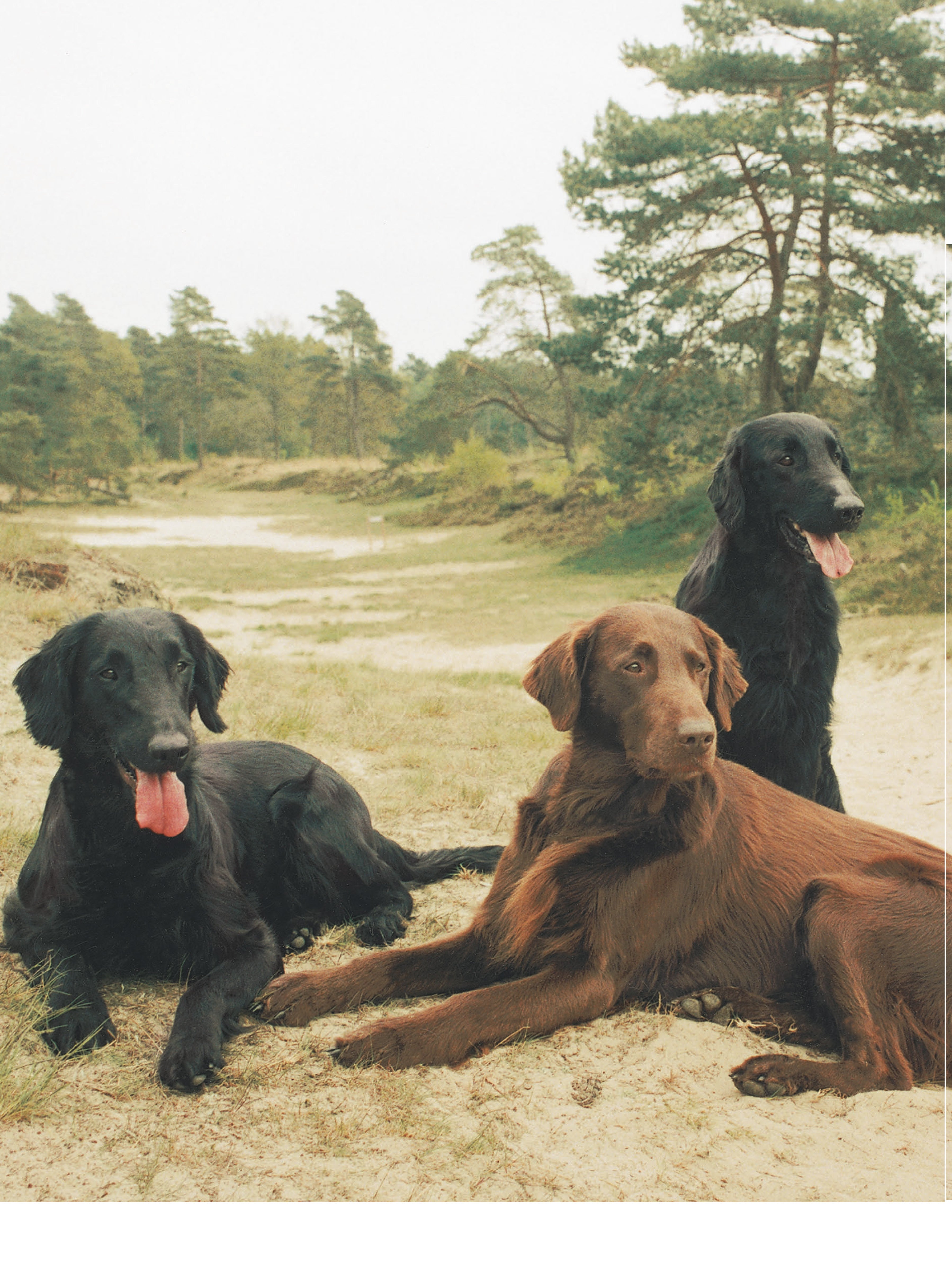 Flat-Coated Retriever