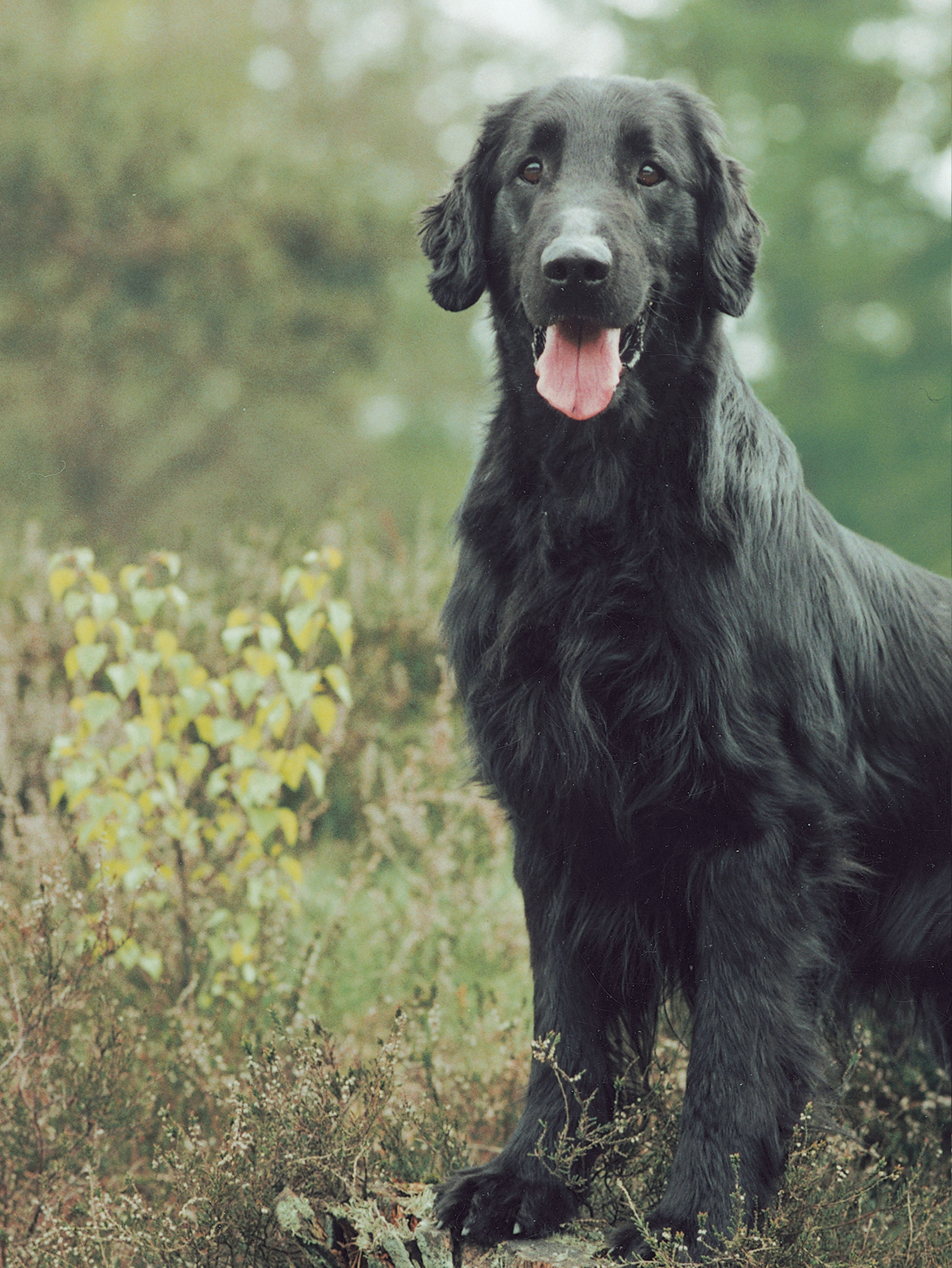 Flat-Coated Retriever