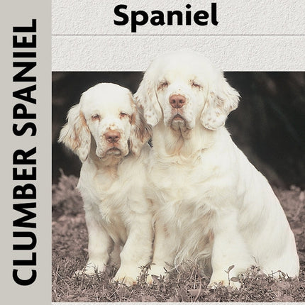 Clumber Spaniel