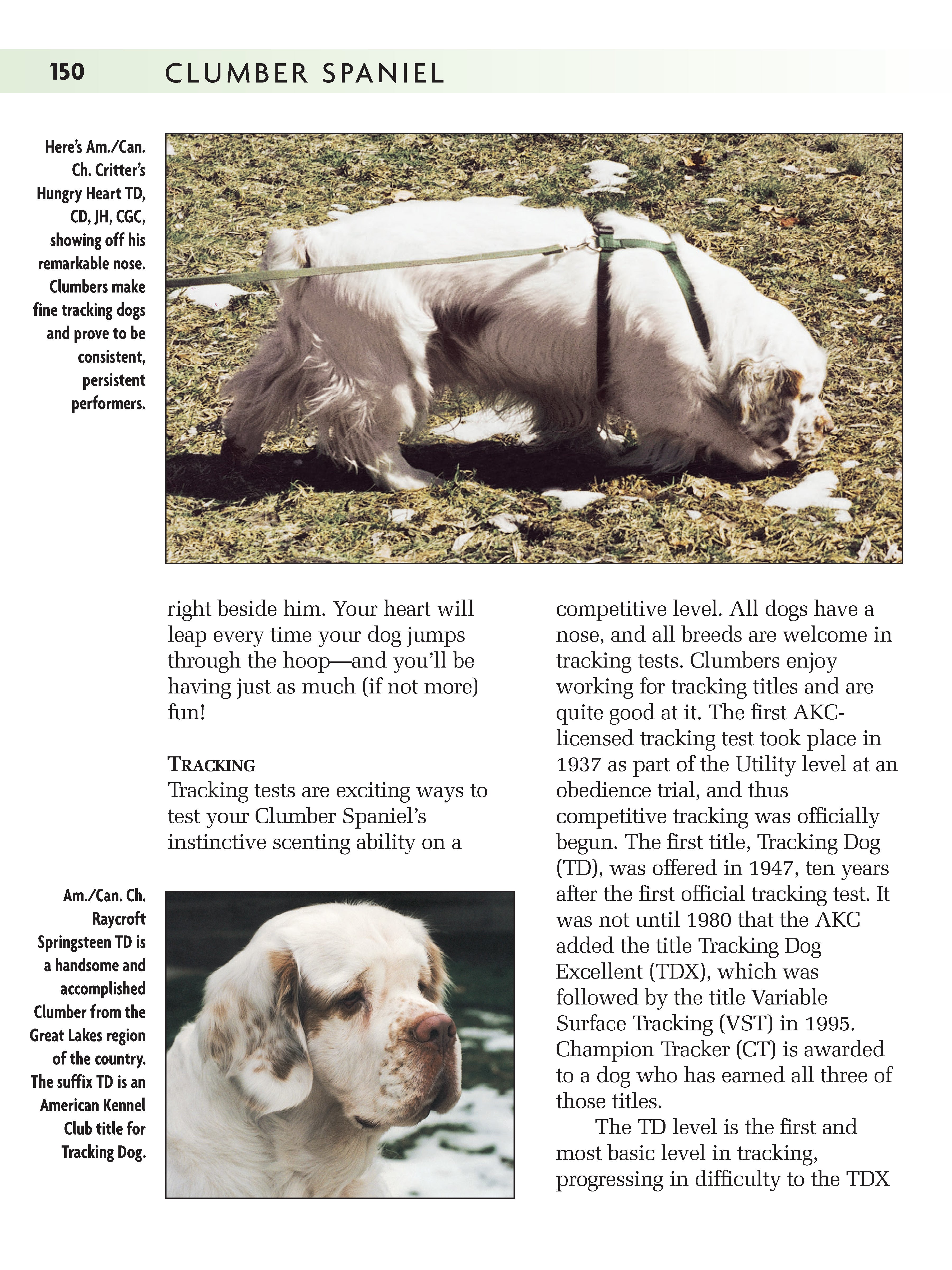 Clumber Spaniel