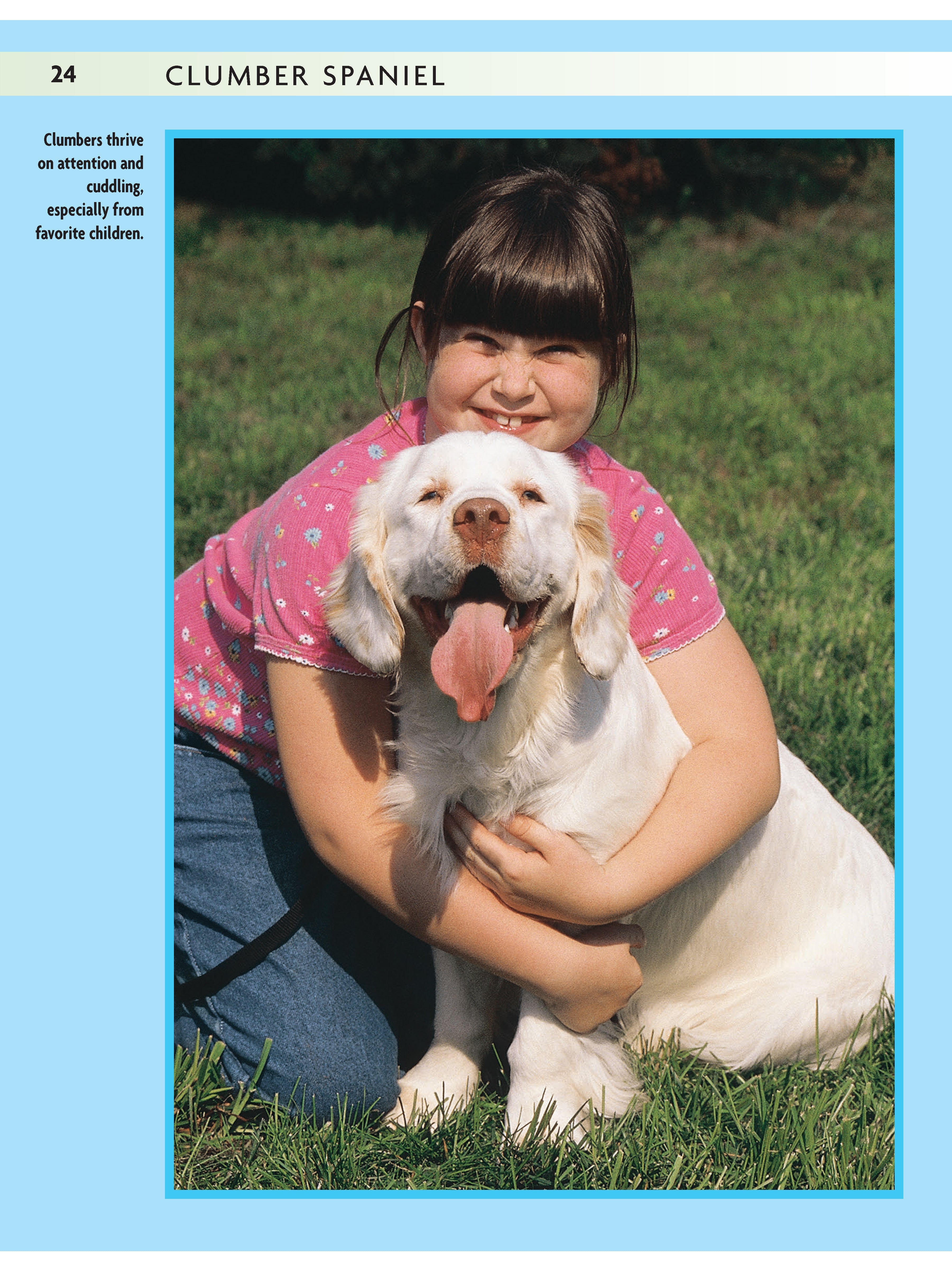 Clumber Spaniel