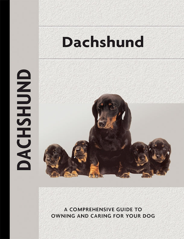 Dachshund