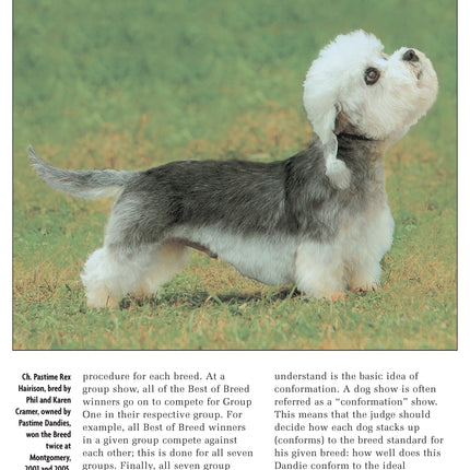 Dandie Dinmont Terrier