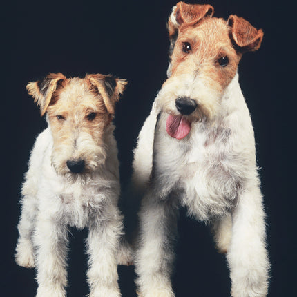 Fox Terrier