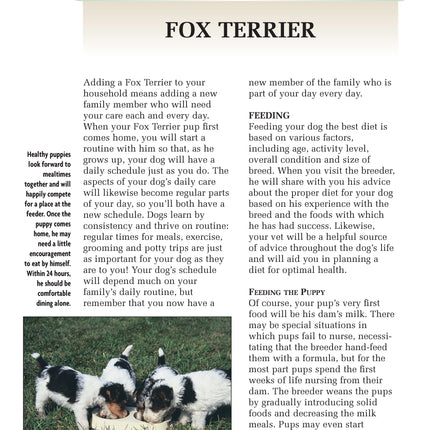 Fox Terrier