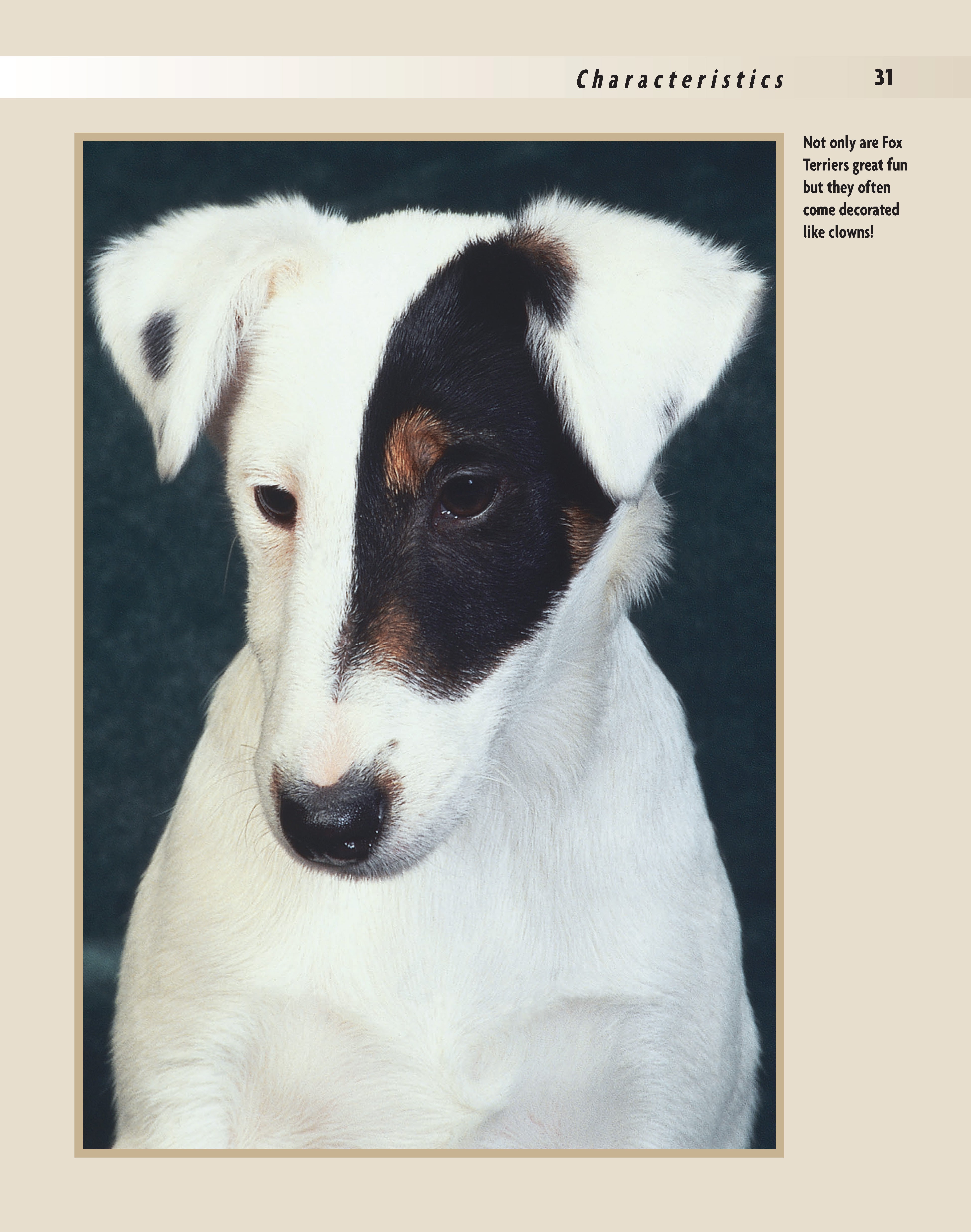 Fox Terrier