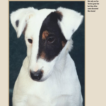 Fox Terrier